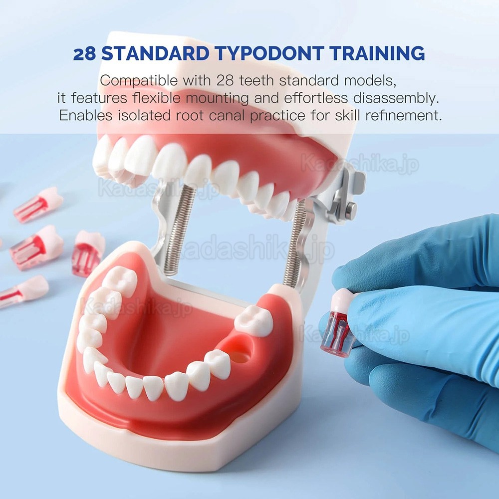 28個/セット 歯科用タイポドント歯 根管治療練習モデル